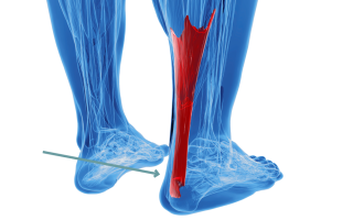 Если мучает боль в ноге выше пятки сзади – причины и способы лечения